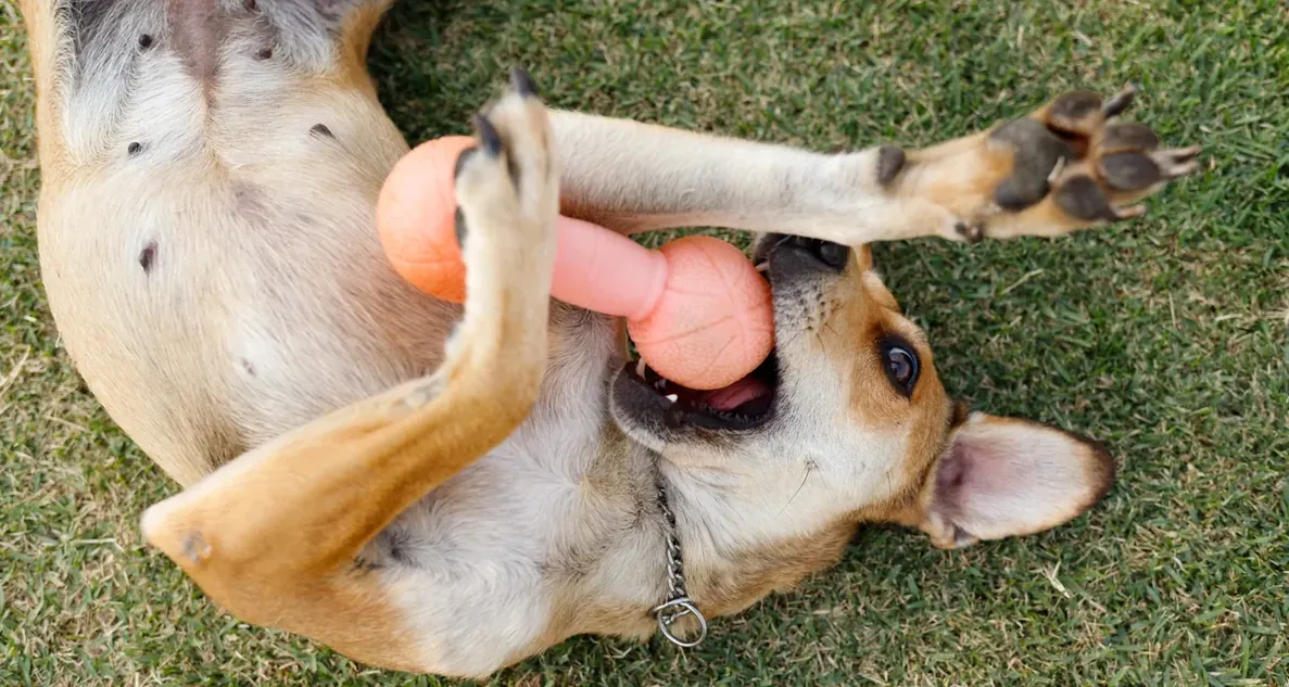 Cão descansando de barriga para cima ao ar livre