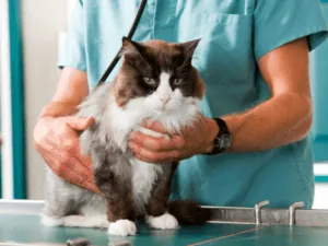 Gato de pelo comprido sendo contido por veterinário durante consulta
